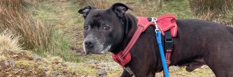 ProEv 🟢 ⚪🏴󠁧󠁢󠁳󠁣󠁴󠁿 banner