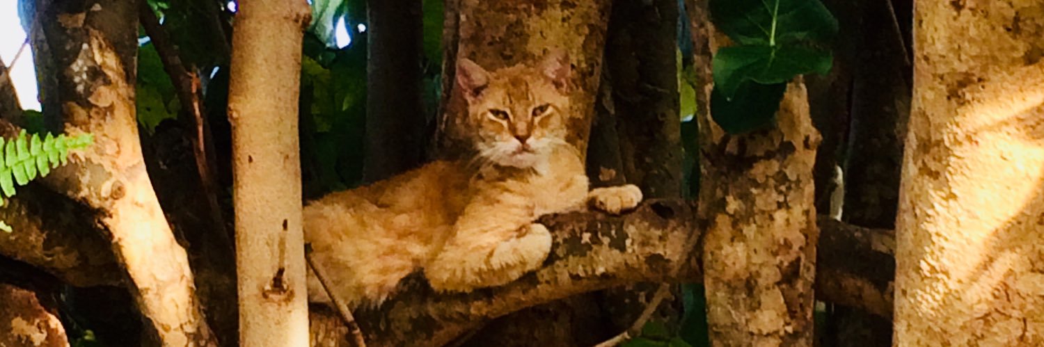AimeeFranquez's profile banner image