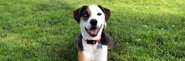 amansk Profile Banner