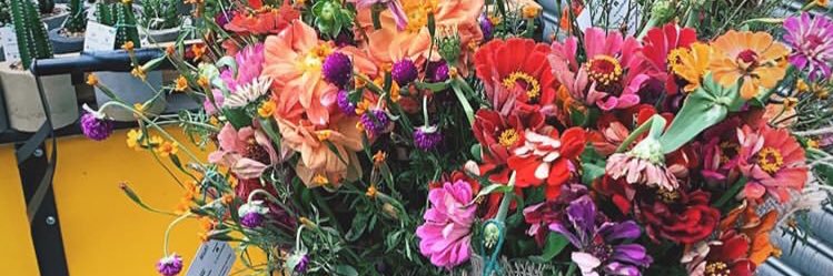 luana_tafner's profile banner image