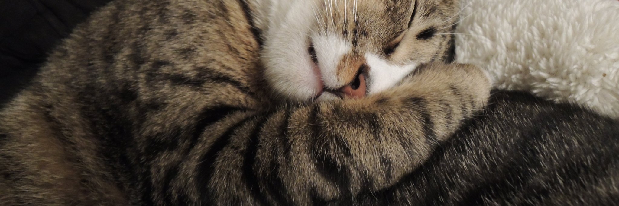 cutmelon2's profile banner image