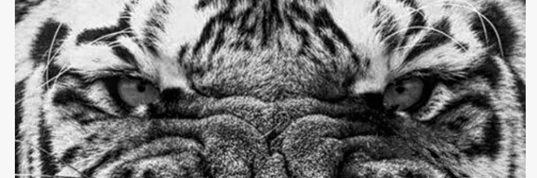 CaamGriffiths's profile banner image