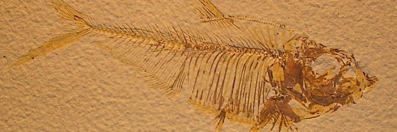 Eurypterus's profile banner image