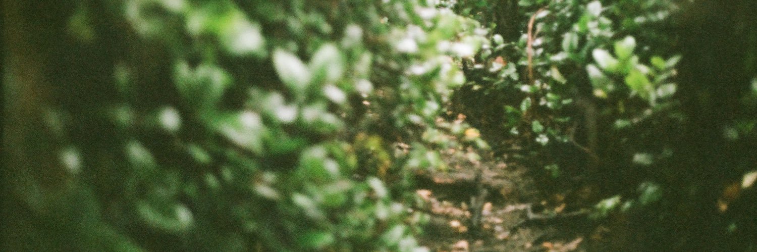salligator's profile banner image