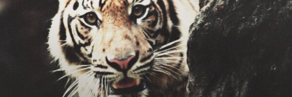 nmtyvm Profile Banner