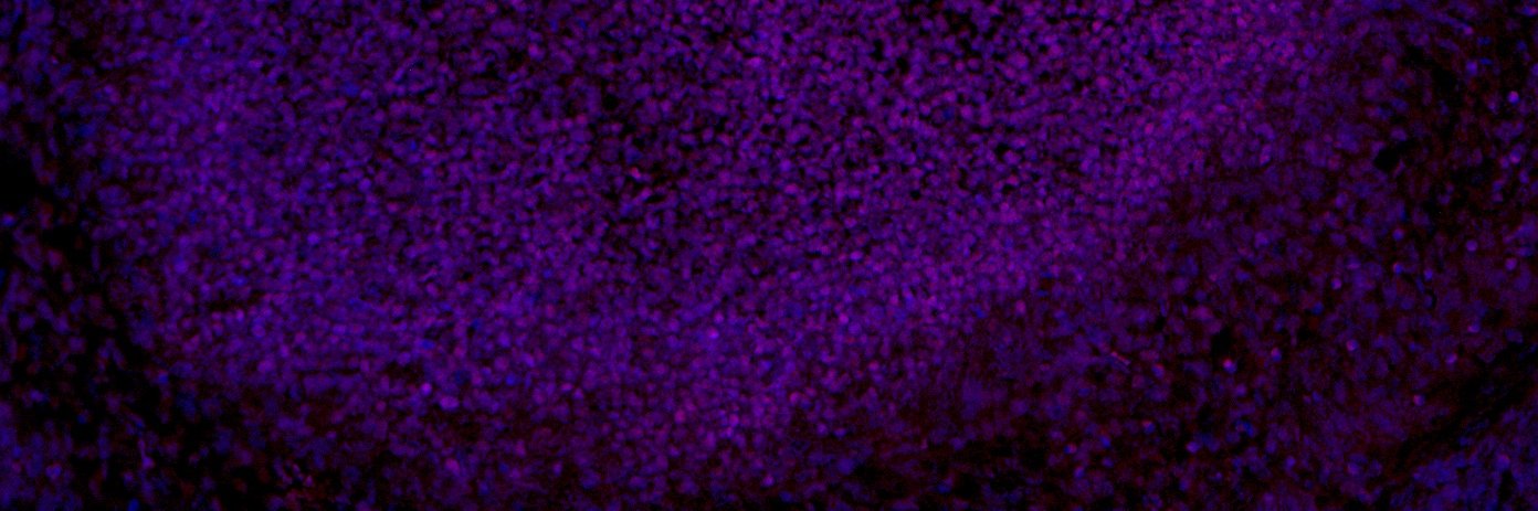 seibja's profile banner image