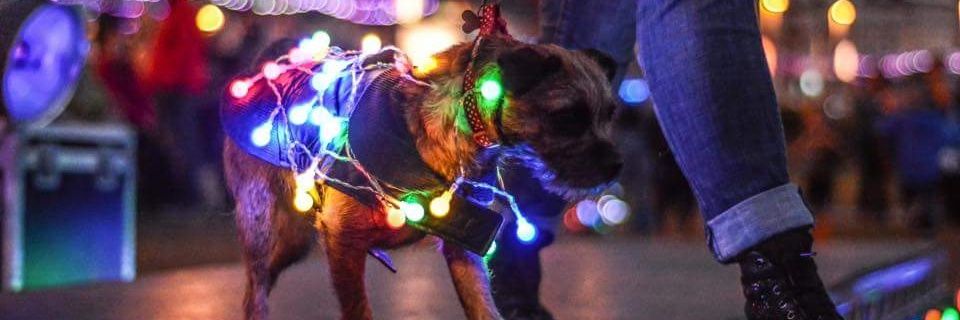 LumiDogs's profile banner image