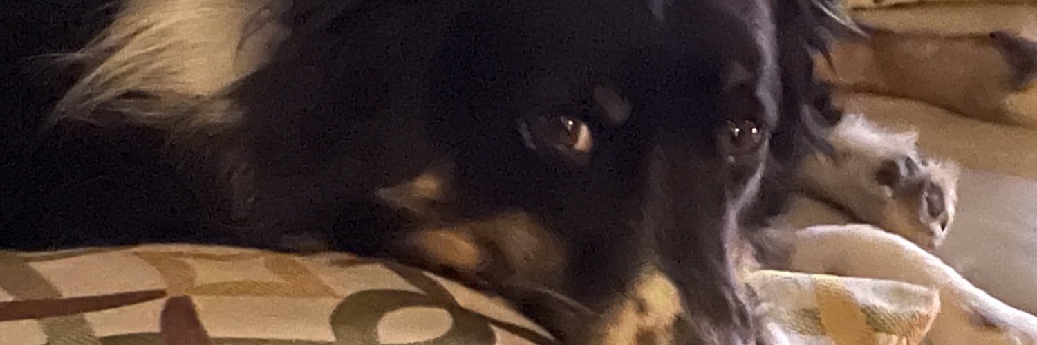 Torrey Callies banner