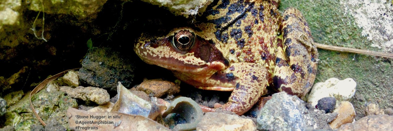 🐸 Agent Amphibian 🐸 banner