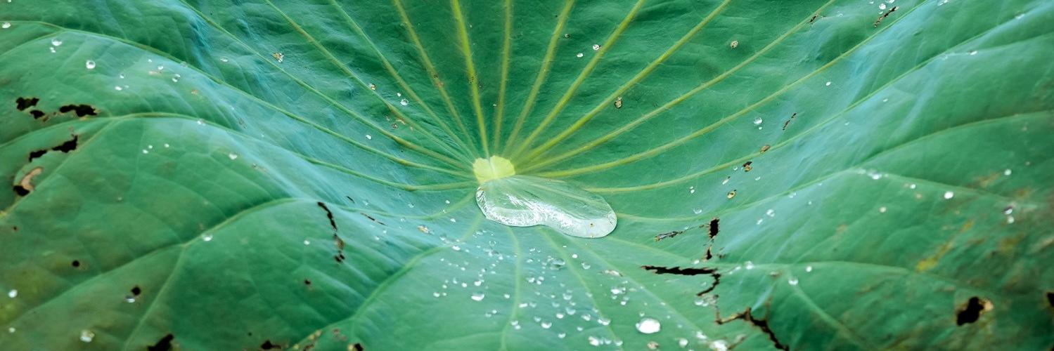 Remko ten Donkelaar banner