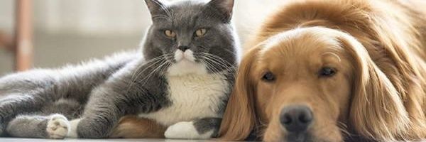DifAnimal's profile banner image