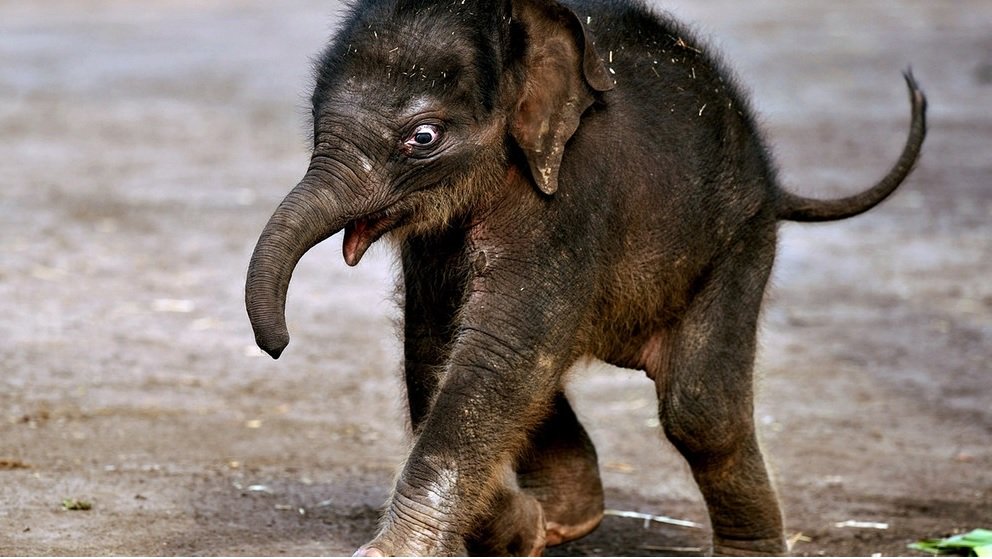 TheHumanElefant's profile banner image