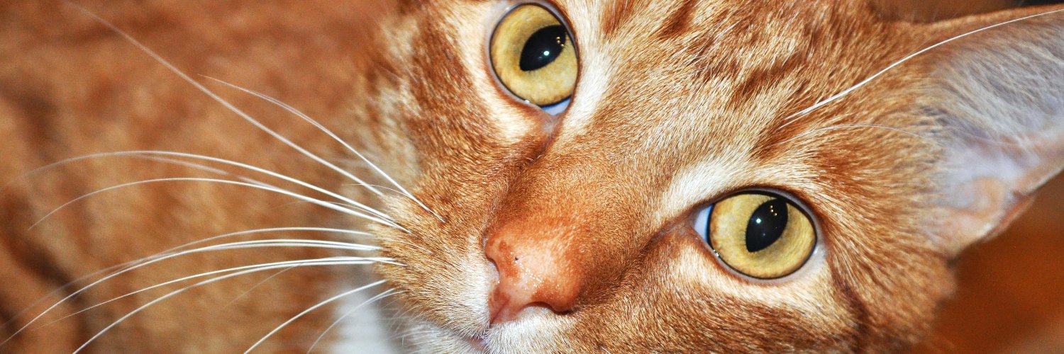 CMK, VACCINISTA banner