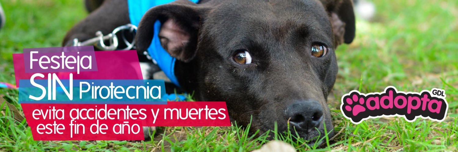 Adopta Guadalajara 🇲🇽's banner