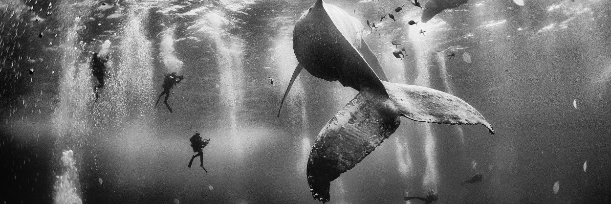 Konstantina Dritsa banner