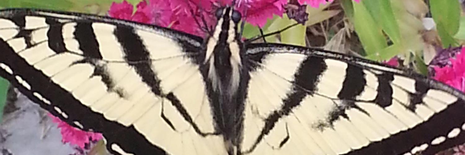 TaraChevrestt's profile banner image