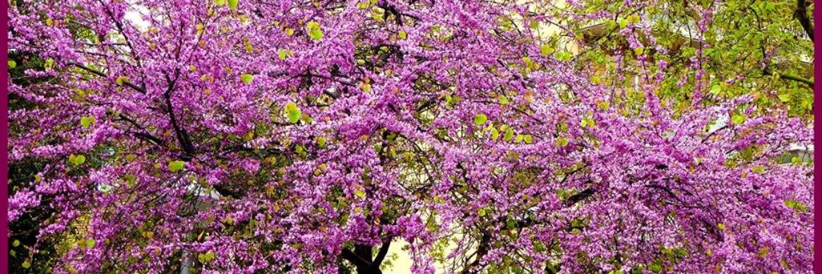 Mariloly Méndez banner