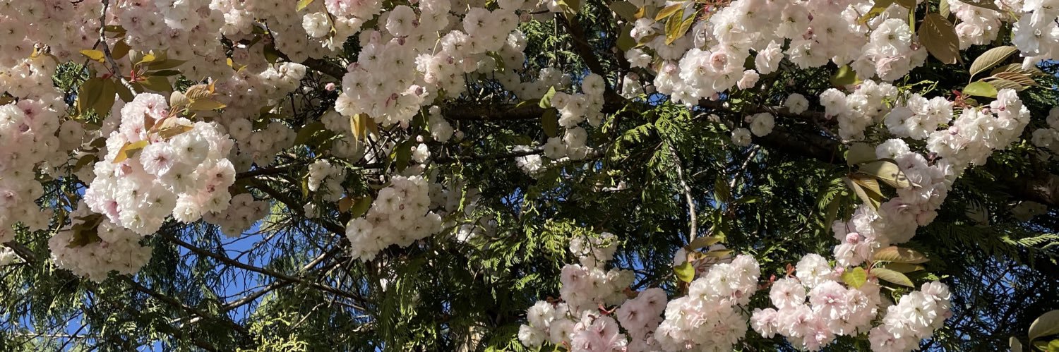 louisespov's profile banner image