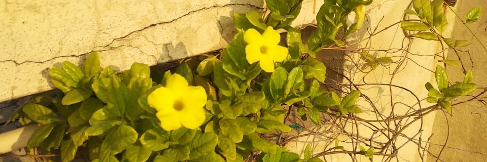 Sriramomr's profile banner image