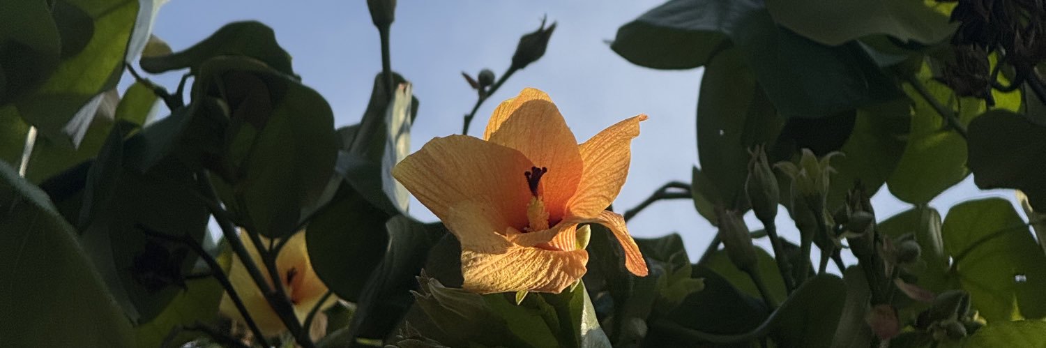 _eaudEMer🧚🏻 banner