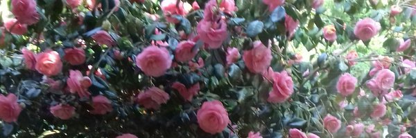ReineCabas Profile Banner