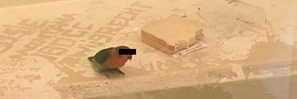 stefan 🦧 banner