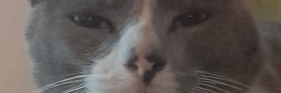 Valentina Miranda✨️🍒 PalestinaLibre🇵🇸 banner