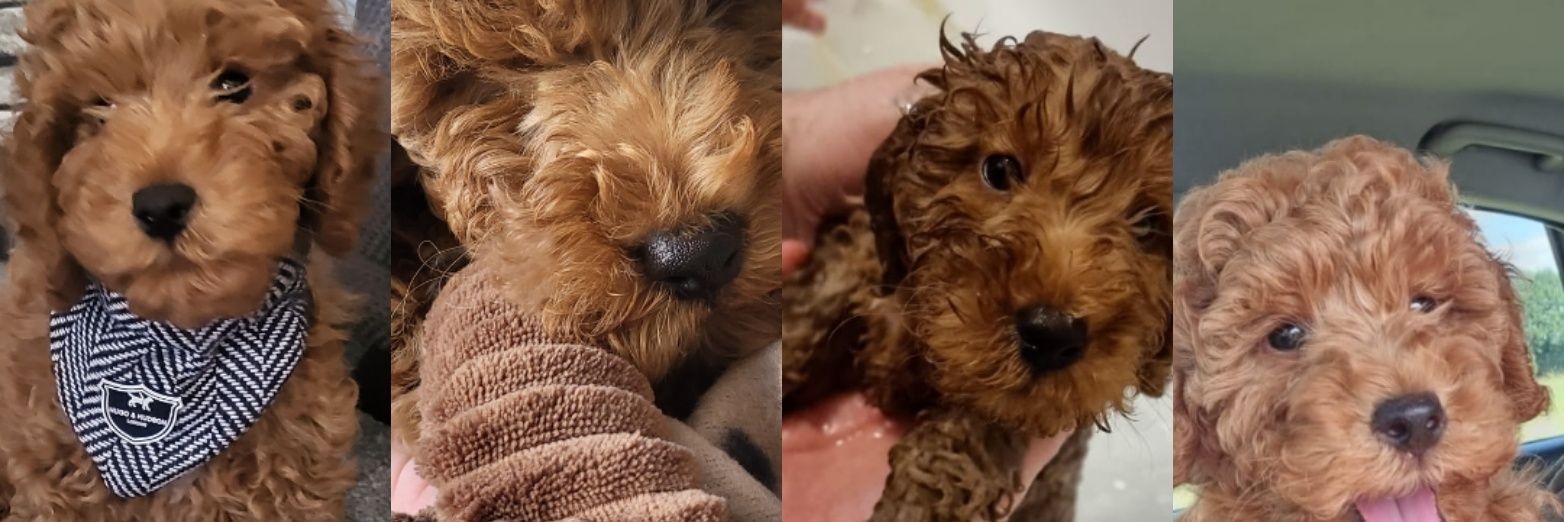 Polly Allison RNLD banner