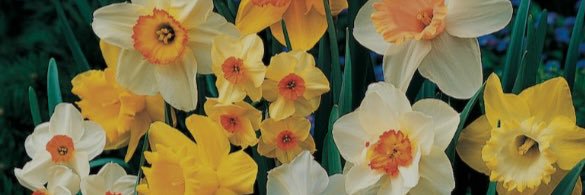 St Finbar's Year 1 Daffodil Class banner