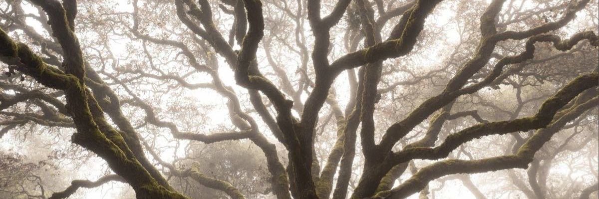 ju banner