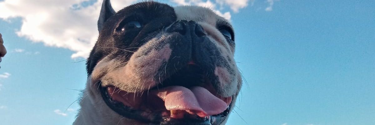 AniiBertone's profile banner image