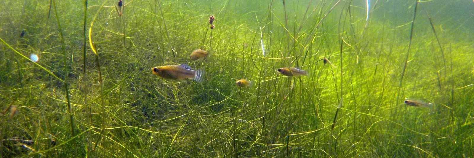 Juan S. Sánchez-Oliver banner