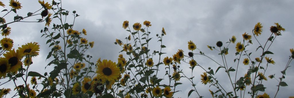 kdowden3's profile banner image
