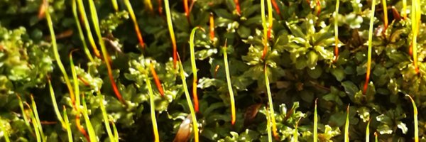 MrLemon348 Profile Banner