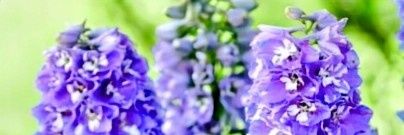 ᴿᵉˢᵉᵃʳᶜʰᵃᵍᵃᶦⁿ's banner