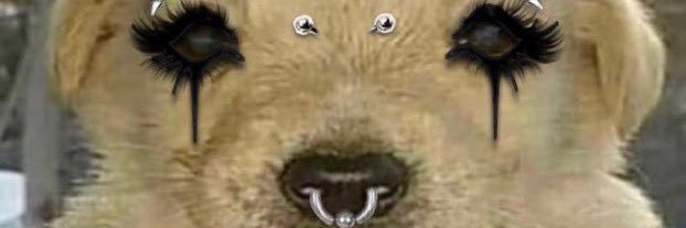 webkinz milk cat banner