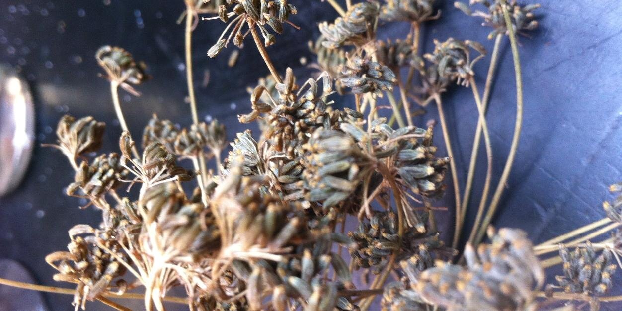 Tamara Reynolds banner