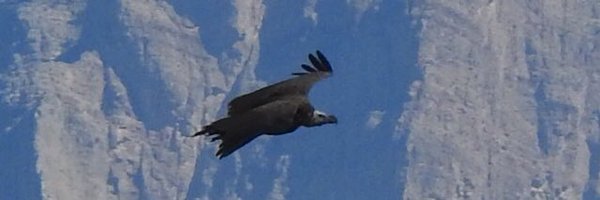 SteveHalliday0 Profile Banner