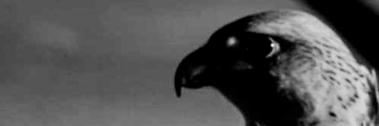 ‏᷂البـدر‏ ،، *𓅓 banner