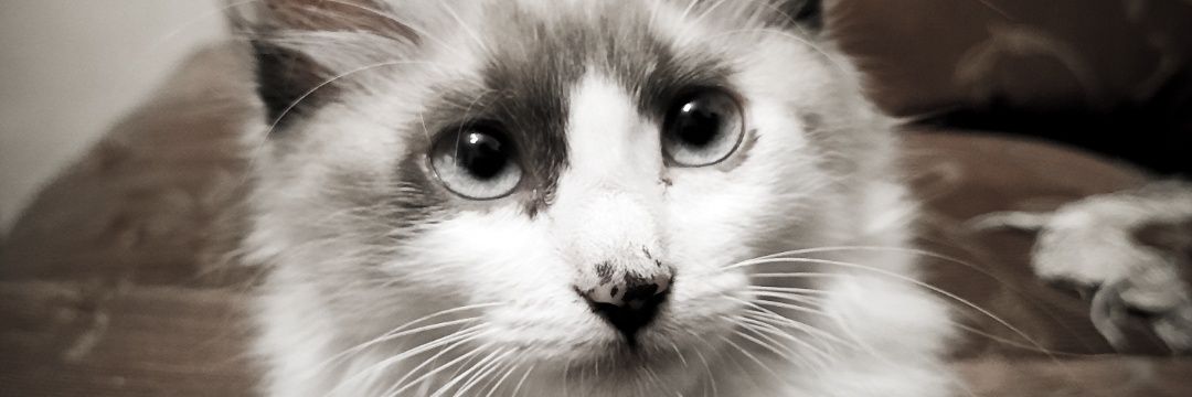 Silvmocca's profile banner image