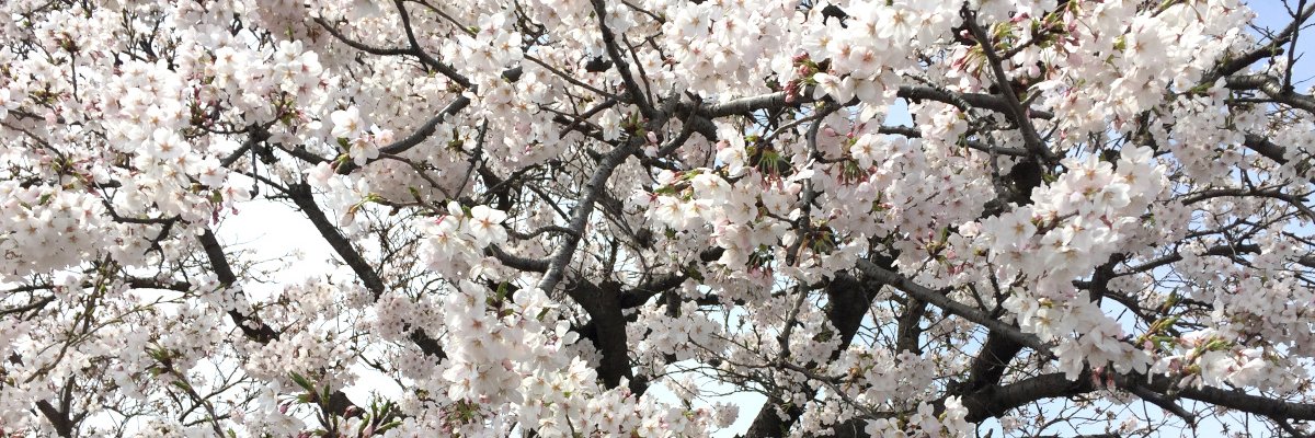 雲ノ宮雷風's banner