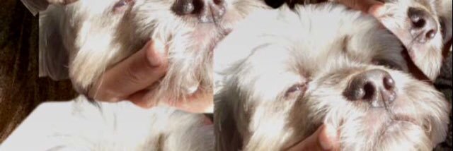 isabelleborja's profile banner image