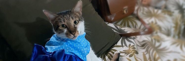 KienzleDizonCee's profile banner image