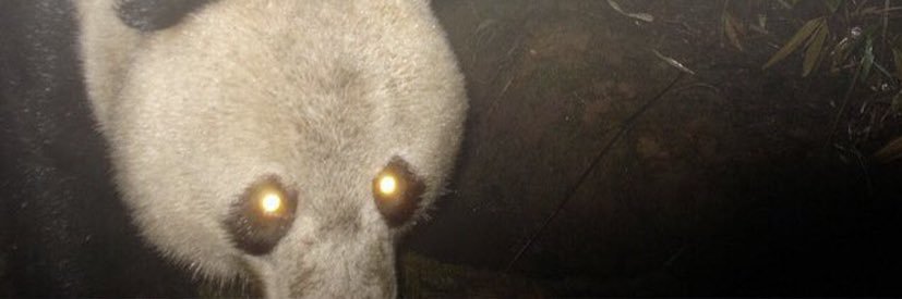 roniessj's profile banner image