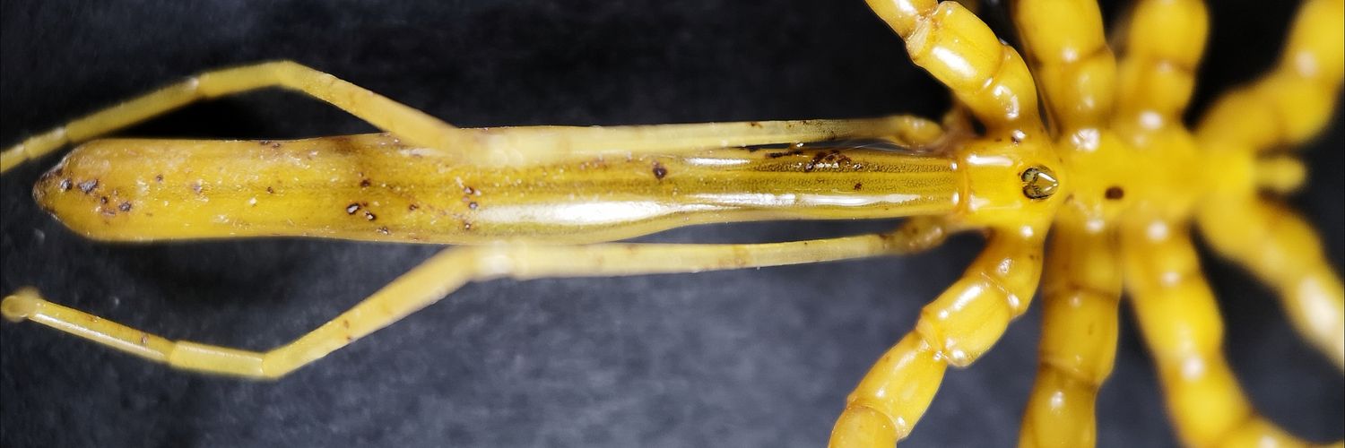 Jamie Maxwell 🇮🇪🏳️‍🌈 banner