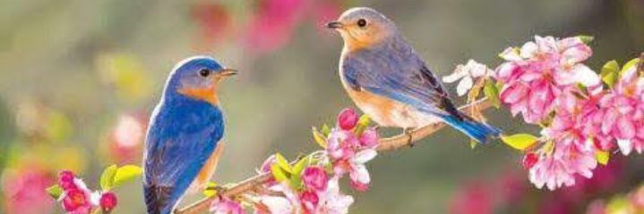 ibrhim_cakir's profile banner image