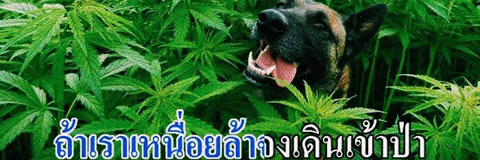 ᴹᴬᴿᵁ 🐰ྀི banner