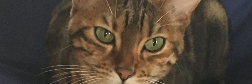 silverlily52's profile banner image