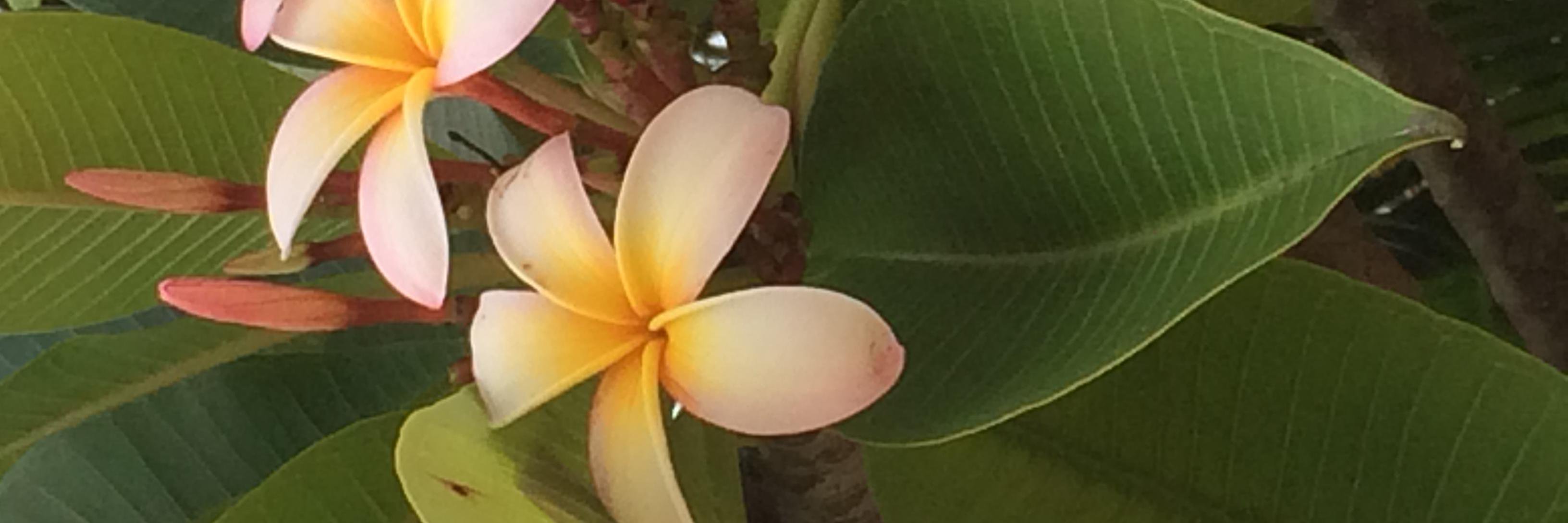 AnneCochrane's profile banner image