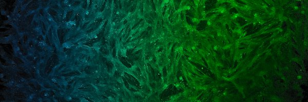 WillSeibertz Profile Banner